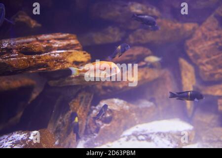 Malawi Fische in einem Aquarium. Nahaufnahme eines Felsenfischs Cichlid Maylandia estherae ist ein Pseudotrophiner Cichlid (Pseudotropheus estherae), Cichlida Stockfoto