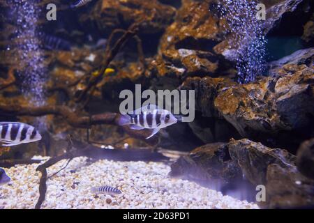 Kenyi cichlid Maylandia lombardoi Aquarium Fische schwimmen im Aquarium. (Maylandia Zebra). Stockfoto