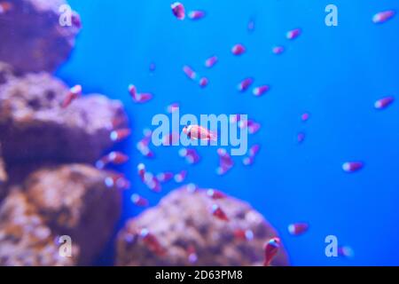 Tropischer Aquarienfisch auf seinem Wirtstier mit verschwommenen Korallen im Hintergrund. Aquarienbild Stockfoto