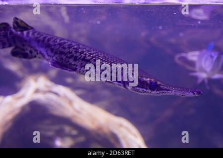 Nahaufnahme des Gefleckten (Lepisosteus oculatus) beim Schwimmen im Aquarium Stockfoto