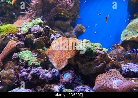 Seeanemone und verschiedene Fische im Meerwasseraquarium. Stockfoto