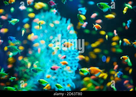 Viele Aquarienfische auf dunklem Hintergrund. Gymnocorymbus ternetzi. Leuchtend leuchtende Farben. Exotischer Glo Tetra Fish (fluoreszierender Glo-Fisch), Neon-Glowin Stockfoto