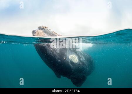 Südlicher Right Wal, Eubalaena australis, Nuevo Golf Area, Valdes Peninsula, UNESCO Weltkulturerbe, Argentinien, Südatlantik Stockfoto