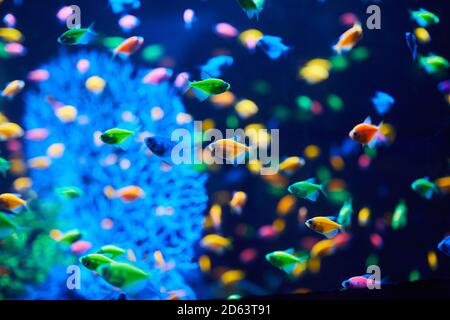 Viele Aquarienfische auf dunklem Hintergrund. Gymnocorymbus ternetzi. Leuchtend leuchtende Farben. Exotischer Glo Tetra Fish (fluoreszierender Glo-Fisch), Neon-Glowin Stockfoto