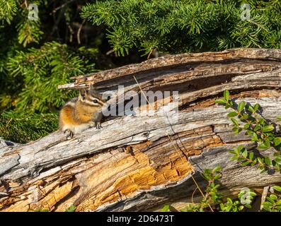 Gelbkiefer-Chipmunk (Tamias amoenus) Nahaufnahme auf dem Baumstamm Stockfoto