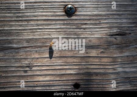 Holzhintergrund und kleine Schnecke am Nordufer Park in miami Stockfoto