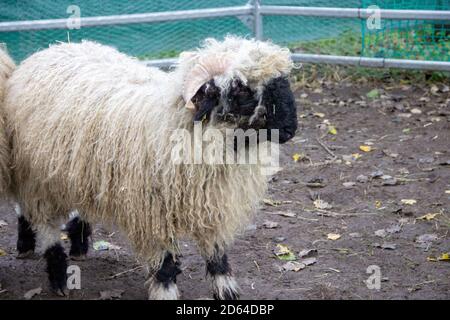 Blick auf ein Wallis Blacknose, Ovis aries, ist eine Rasse von Hausschafen aus dem Wallis Region der Schweiz Stockfoto