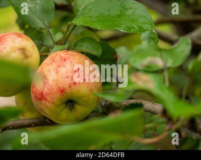 Reif großer Apfel mit Regentropfen auf dem Baum. Grüne Blätter. Stockfoto