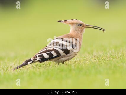 Wiedehopf, (Upupa epops) Fütterung für Larven auf kurzem Gras. Stockfoto