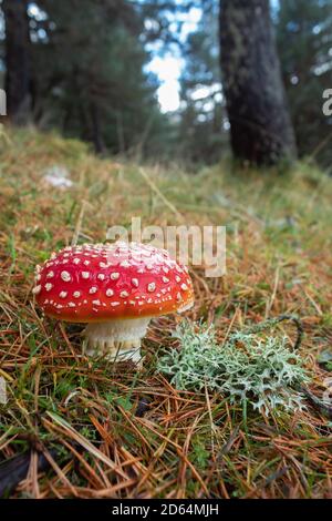 Amanita muscaria: Diese auffälligen roten Pilze sind hochgiftig. Stockfoto