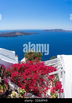 Bunte Bougainvillea Blumen mit weißen traditionellen Gebäuden und typische Kuppelkirche in Oia, Santorini, Griechenland. Hochformat Stockfoto
