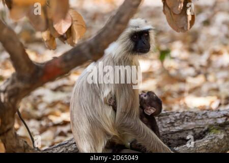 Mutter und Neugeborenes Graulangur (Semnopithecus) in den bewaldeten Lebensräumen Indien Stockfoto