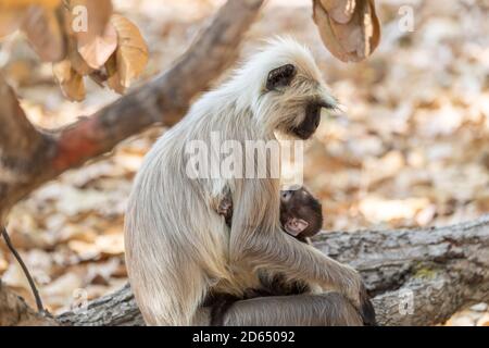 Mutter und Neugeborenes Graulangur (Semnopithecus) in den bewaldeten Lebensräumen Indien Stockfoto