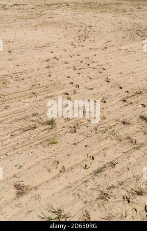 Die Abdrücke von Hufen von Rotwild im Sand Hinterlässt eine Spur von Beweisen, dass sie herum waren Stockfoto