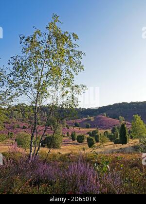 Landschaft bei Lüneburger Heide in voller Blüte mit Birke im Vordergrund, Niedersachsen, Deutschland Stockfoto