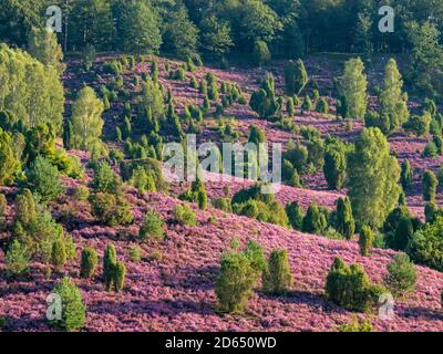 Landschaft in der Lüneburger Heide bei voller Blüte, Niedersachsen, Deutschland Stockfoto