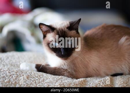 Porträt einer siamesischen Katze mit Seehundpunkt und Schneeschuhpfoten Stockfoto