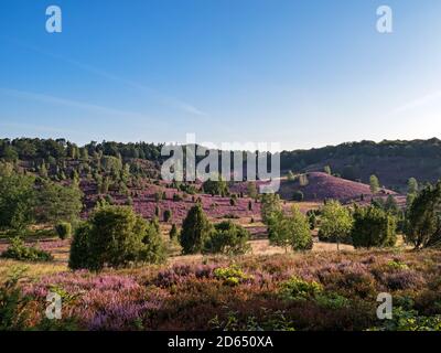 Landschaft in der Lüneburger Heide bei voller Blüte, Niedersachsen, Deutschland Stockfoto