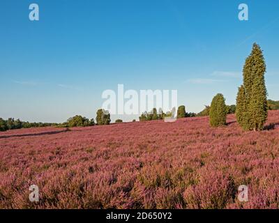 Landschaft in der Lüneburger Heide bei voller Blüte, Niedersachsen, Deutschland Stockfoto