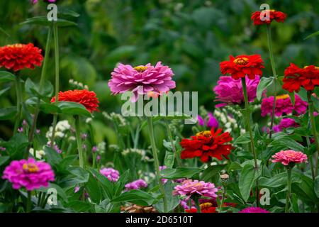 Blumenbeet mit bunten Zinnia Blumen und Astern. Stockfoto