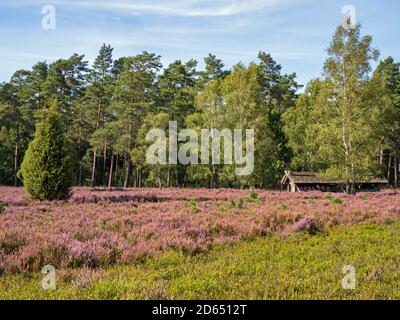 Scheune mit Bienenhaus in der Landschaft der Lüneburger Heide, Niedersachsen, Deutschland Stockfoto