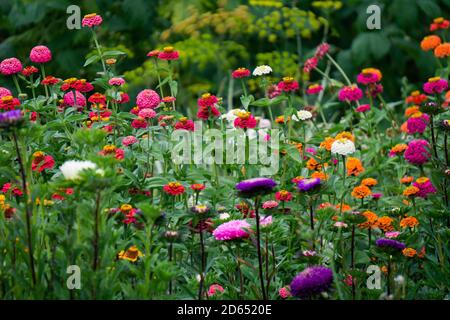 Blumenbeet mit bunten Zinnia Blumen und Astern. Stockfoto