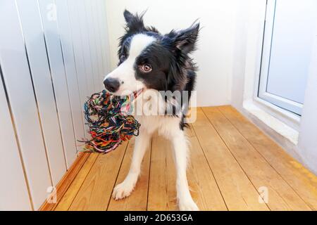 Lustige Porträt von niedlichen lächelnden Welpen Hund Grenze Collie hält bunte Seil Spielzeug im Mund. Neues schönes Mitglied der Familie kleiner Hund zu Hause spielen mit dem Besitzer. Haustierpflege und Tiere Konzept Stockfoto