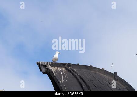 Eine Möwe sitzt auf einem schwarzen Boot im alten Hafen von Hastings, Fishing Quarter, Sussex, England Vereinigtes Königreich Stockfoto