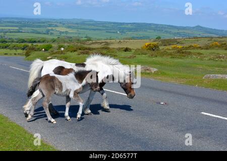 Stute mit Fohlenüberquerung Pork Hill Road auf Whitchurch Common in Dartmoor National Parl, Devon, England Stockfoto