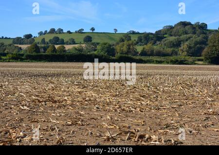 Feld von Mais-Stoppeln nach der Ernte, mit Wäldern und grünen Hügel dahinter, Somerset, England Stockfoto