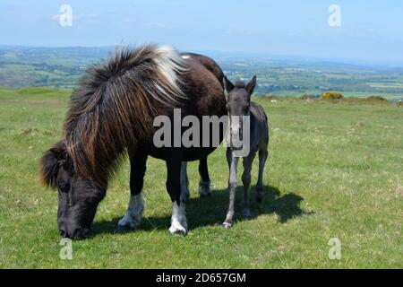 Stute und Fohlen grasen auf Whitchurch Common, Dartmoor National Park, Devon, England Stockfoto