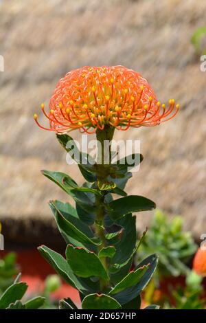 Orangenblüte von Pincushion protea, auch bekannt als Leucospermum cordifolium wächst in Santana, Madeira, Portugal Stockfoto