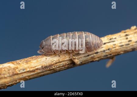 Gewöhnliche Kapsel aus Waldlaus (Armadillidium vulgare) Stockfoto