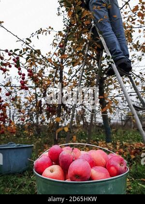 Ansicht von unten eines Mannes, der Äpfel pflückt, während er auf einer Stehleiter steht, ein Eimer Äpfel im Vordergrund Stockfoto