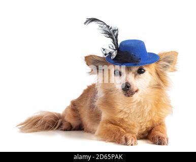 Langhaarige Chihuahua mit blauem Hut auf weißem Hintergrund Stockfoto