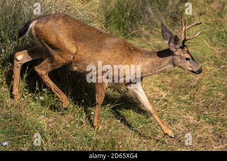 Weißschwanz-Hirsch-Buck mit Antlers beim Laufen. Oregon, Ashland, Cascade Siskiyou National Monument, Sommer Stockfoto
