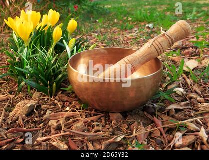 Klangschale auf dem Boden in der Natur in der Nähe platziert Der Krokus blüht Stockfoto