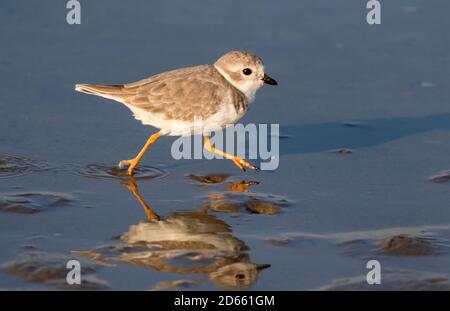 Rohrleitungen plover (Charadrius melodus) entlang der Ozean Küste läuft, Galveston, Texas, USA. Stockfoto