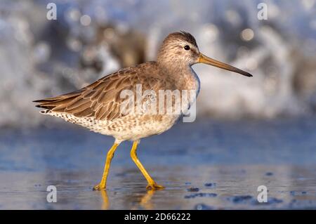 Kurzschnabeldowitcher (Limnodromus griseus) an der Meeresküste, Galveston, Texas, USA. Stockfoto