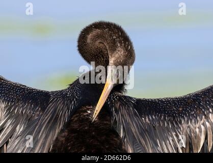 Anhinga (Anhinga anhinga) Federn trocknen und reinigen, Brazos Bend State Park, Needville, Texas, USA Stockfoto