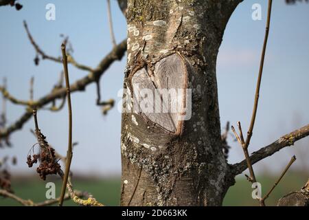 Nahaufnahme eines auf einen Baum geschnitzten Herzens Stockfoto