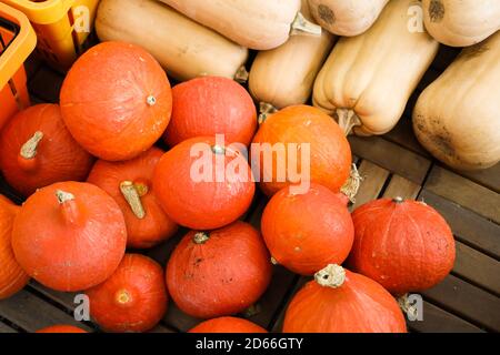 Viele Kürbisse unterschiedlicher Farbe und Formen liegen auf einem Holzpalette Stockfoto