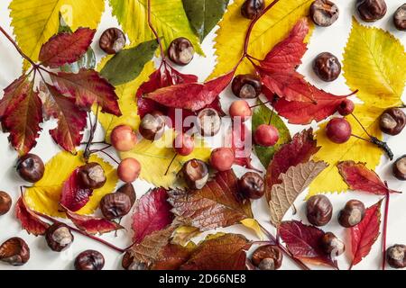 Herbst natürliche flache Lay. Herbst bunte Blätter, wilde kleine Äpfel, Beeren, Eicheln, Nüsse, Kastanien auf hellem Hintergrund, Draufsicht. Stockfoto