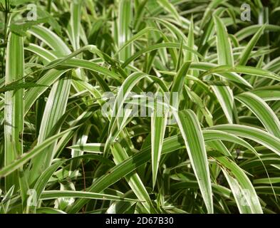 Langes grünes Blatt mit silbernem Rand unter Sonnenschein im Garten Stockfoto
