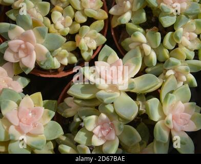 Sukkulente Pflanze mit rosa und grünen Blättern und sieht aus wie Blüten blühen Stockfoto