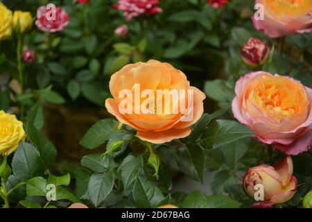 Vereinzelt orange Farbe Rosenblüten in der Mitte von Grün Blätter Stockfoto