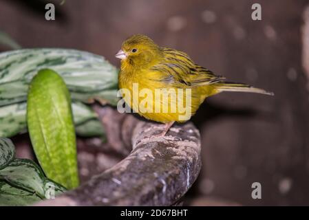 Der Gelbstirnkanarienvogel ist ein kleiner Singvogel in der Familie der Finken. Es ist an anderer Stelle und in der Vogelzucht als der Grüne Singfink bekannt. Stockfoto