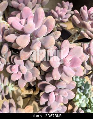 Kleine rosafarbene Sukkulenten sehen aus wie Blumen, die in der Sonne blühen Tag Stockfoto