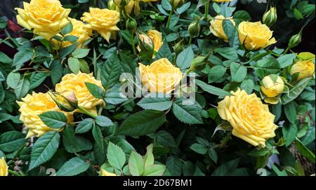 Gelbe Rosen blühen in der Mitte der grünen Blätter Stockfoto