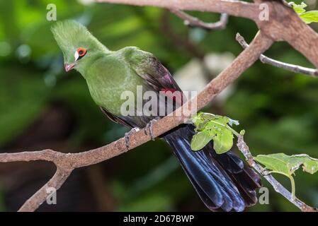 Der GuineaTuraco, auch bekannt als der Grüne Turaco, ist eine Art von Turaco, eine Gruppe von Passanten Vögel. Stockfoto